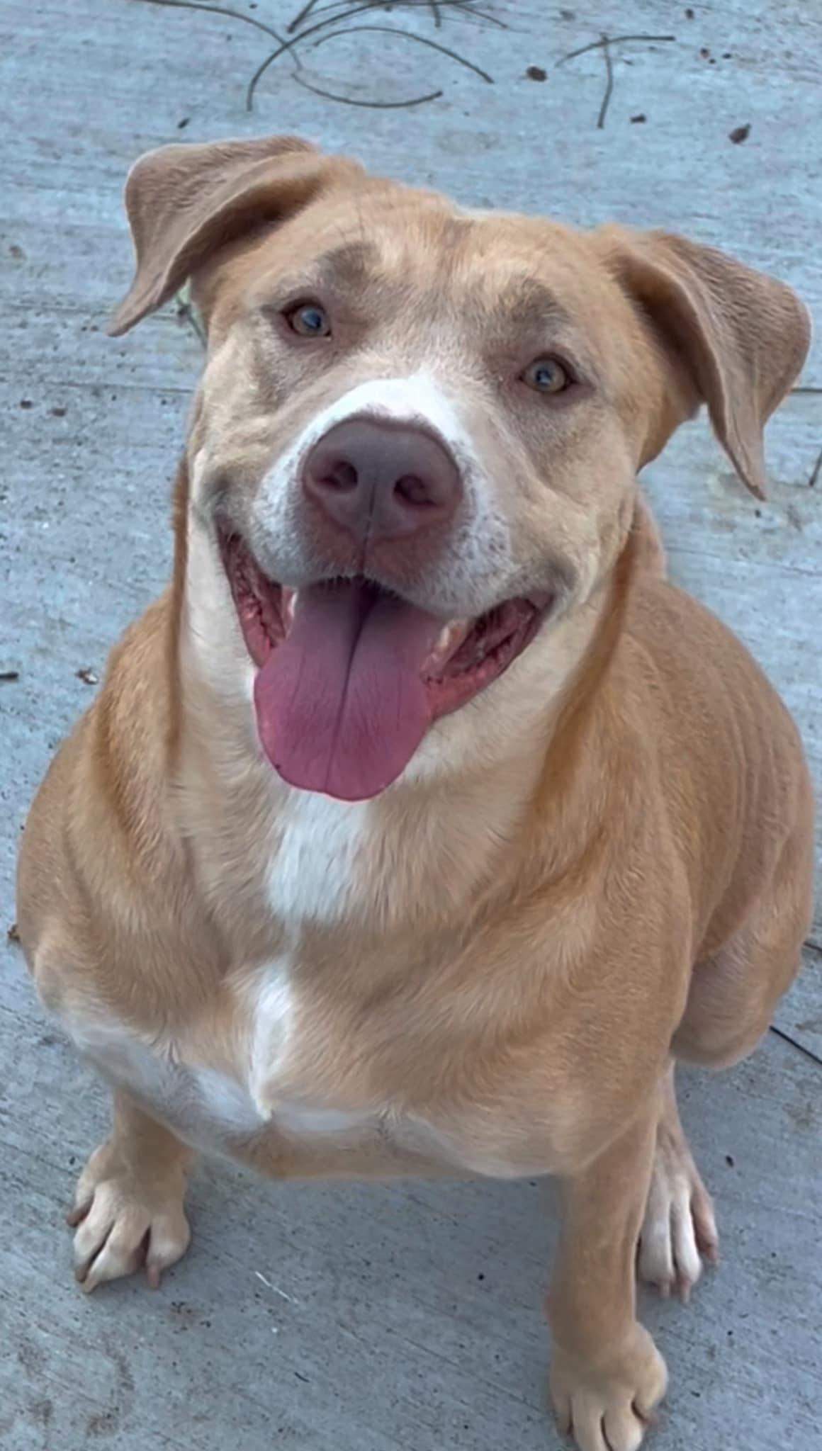 Pokey, a Adoptable Mixed Breed in Hot Springs, AR image 2/2