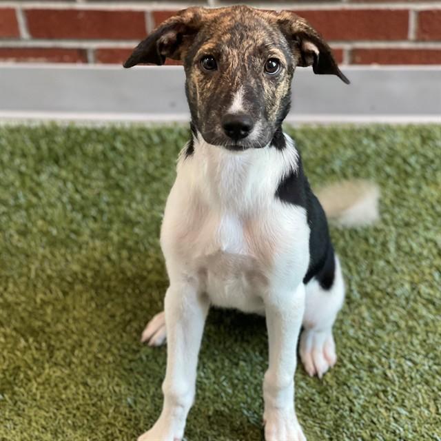 FRESCA, Adoptable, Puppy Female Mixed Breed.