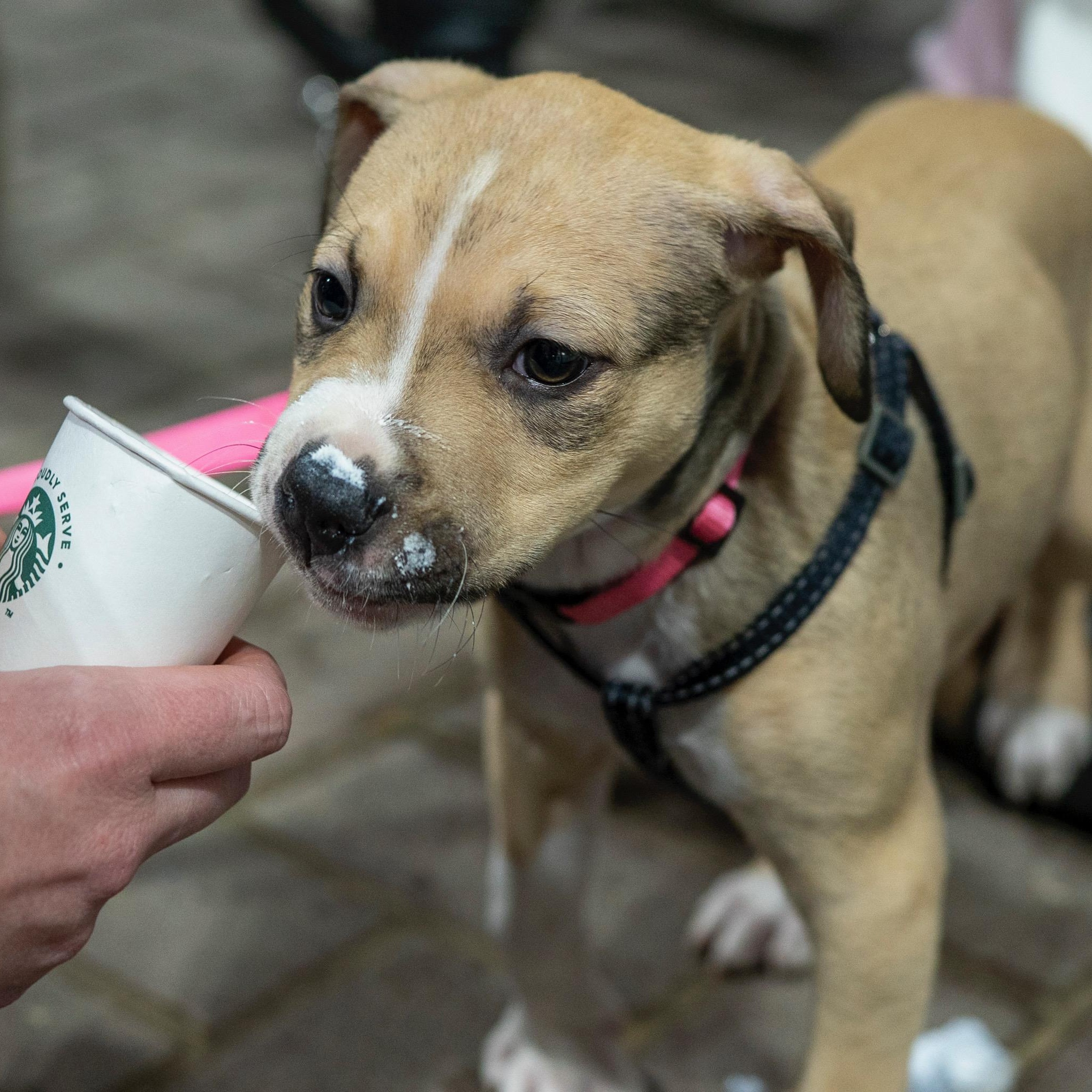 Enlarge LUNA, a ADOPTABLE mixed breed in Wilmington, OH image 5/5