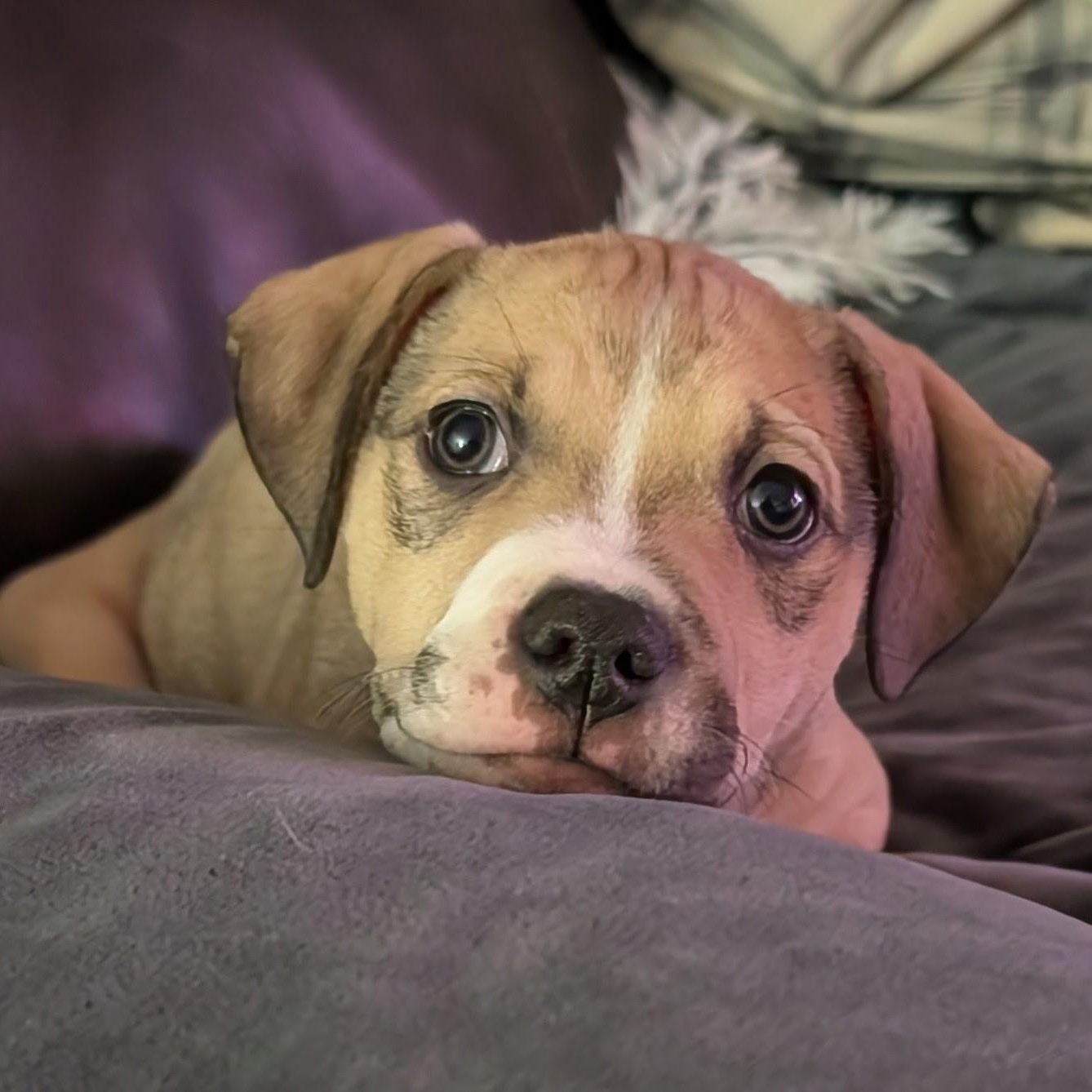 LUNA, ADOPTABLE, Puppy Female Pit Bull Terrier & Boxer.