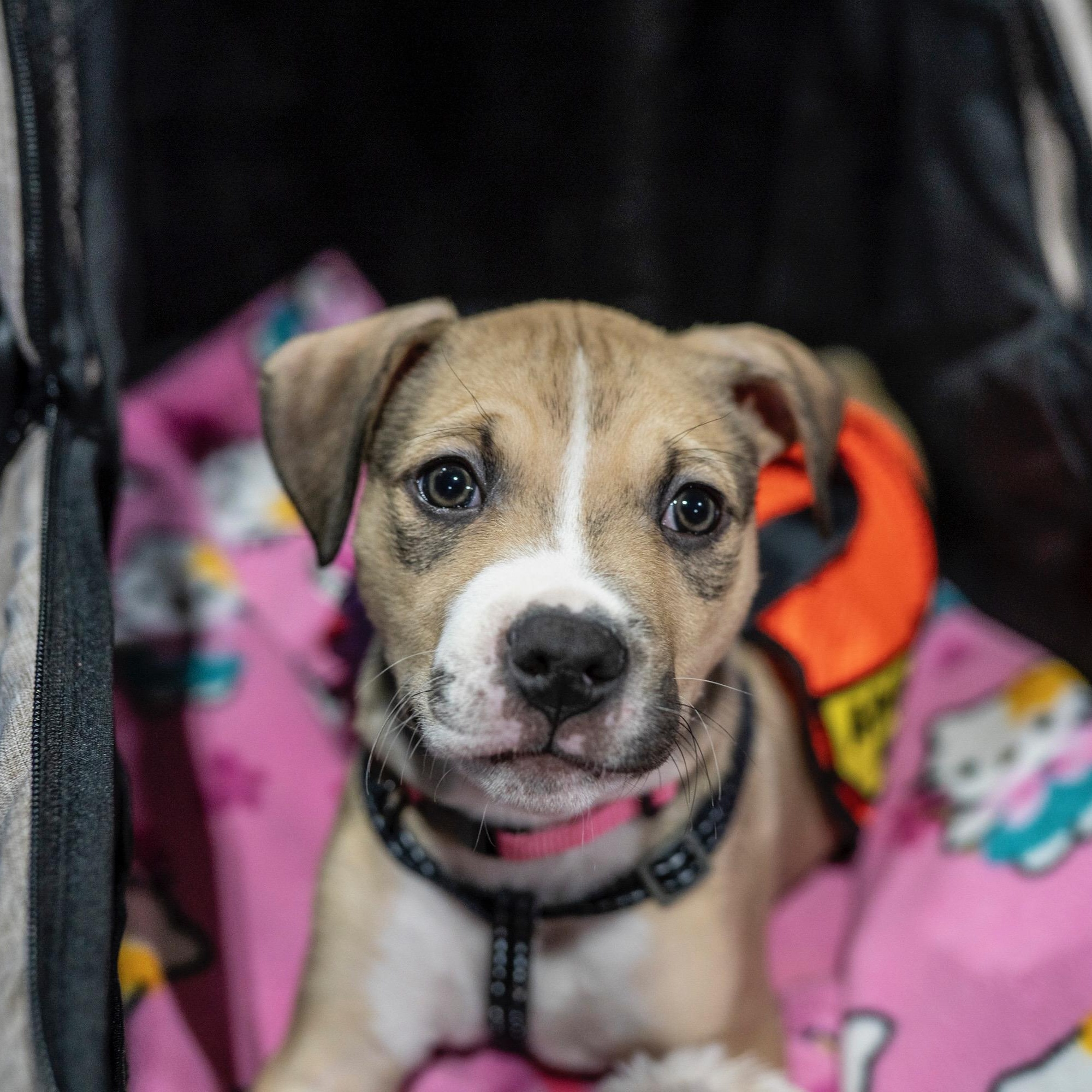 Enlarge LUNA, a ADOPTABLE mixed breed in Wilmington, OH image 3/5