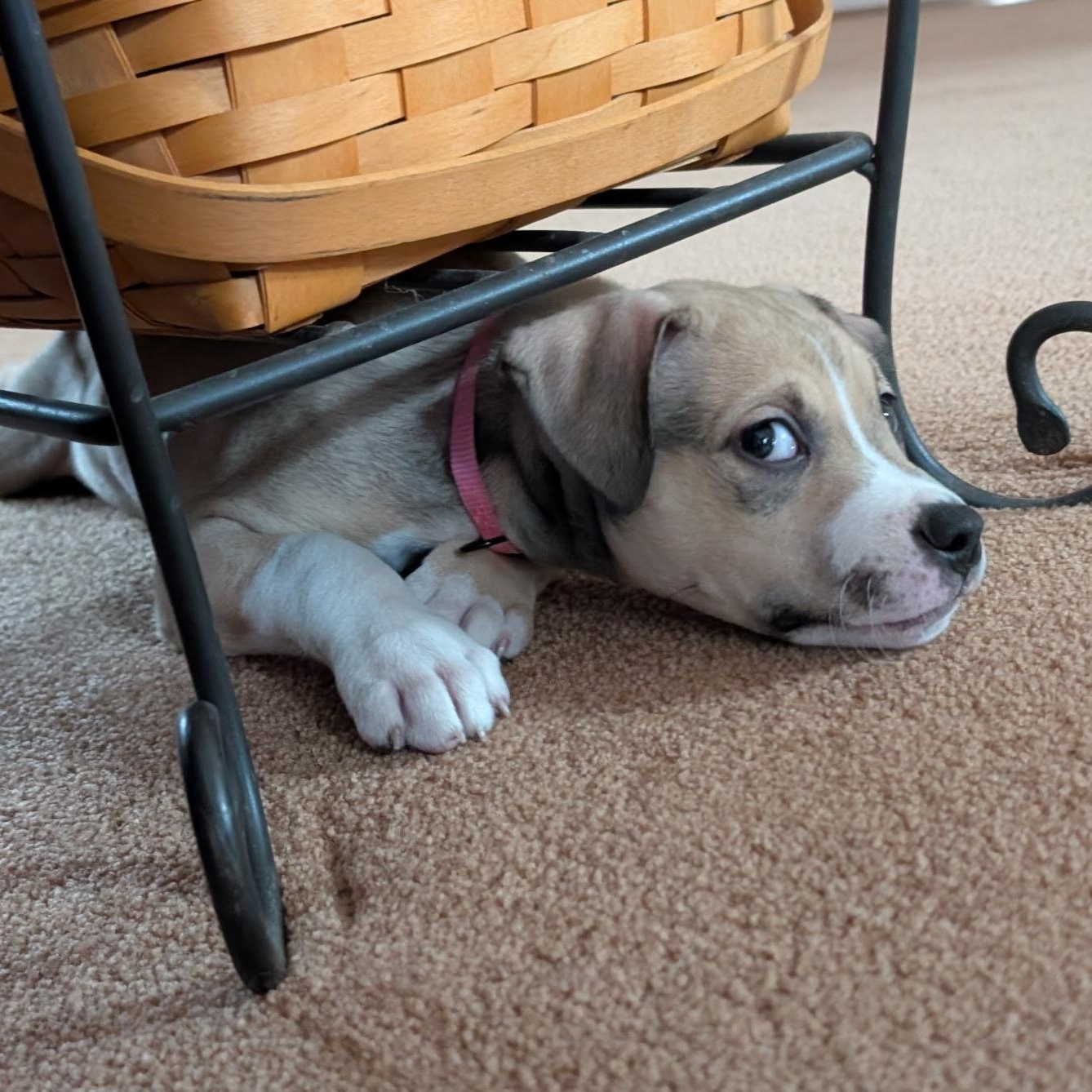 Enlarge LUNA, a ADOPTABLE mixed breed in Wilmington, OH image 4/5