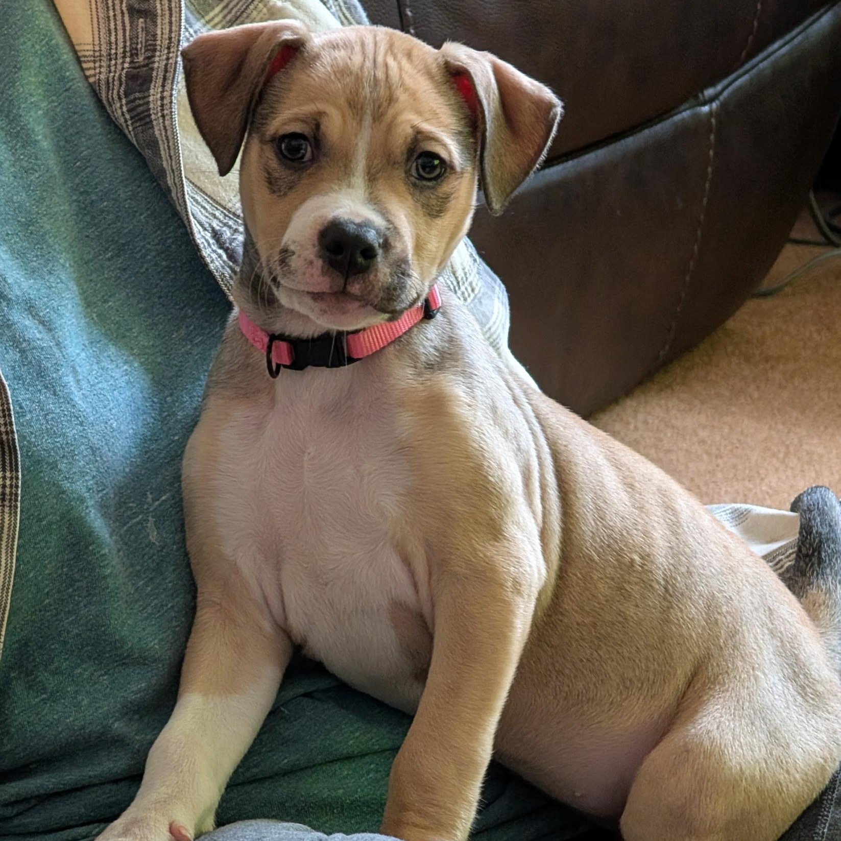 Enlarge LUNA, a ADOPTABLE mixed breed in Wilmington, OH image 2/5