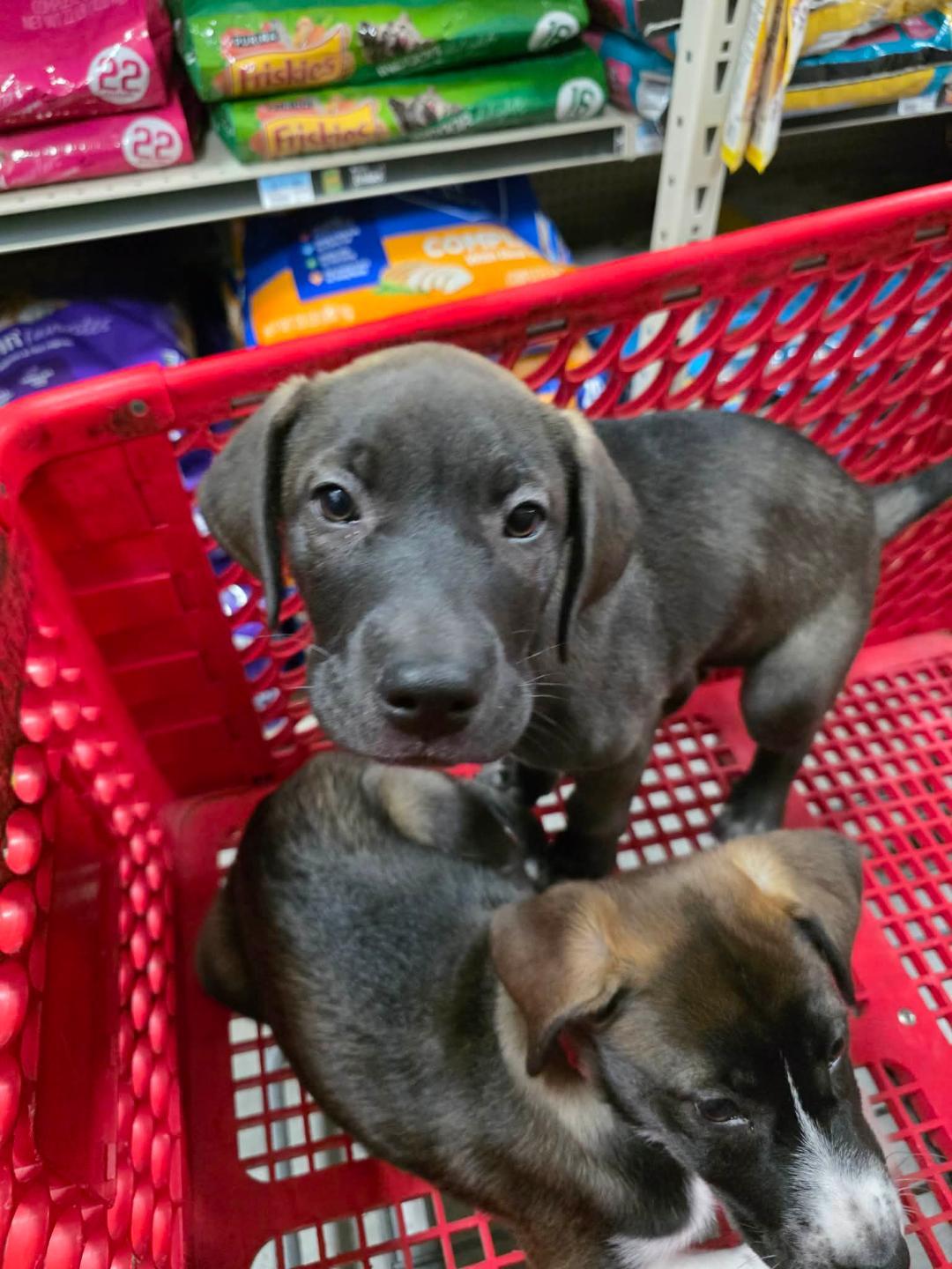 Grizzly, a ADOPTABLE mixed breed in Houston, TX image 1/5