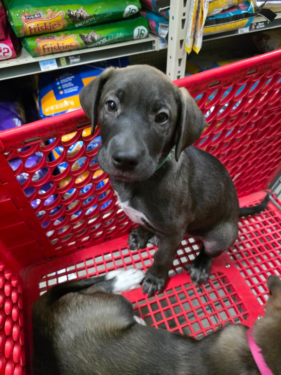 Grizzly, a ADOPTABLE mixed breed in Houston, TX image 2/5