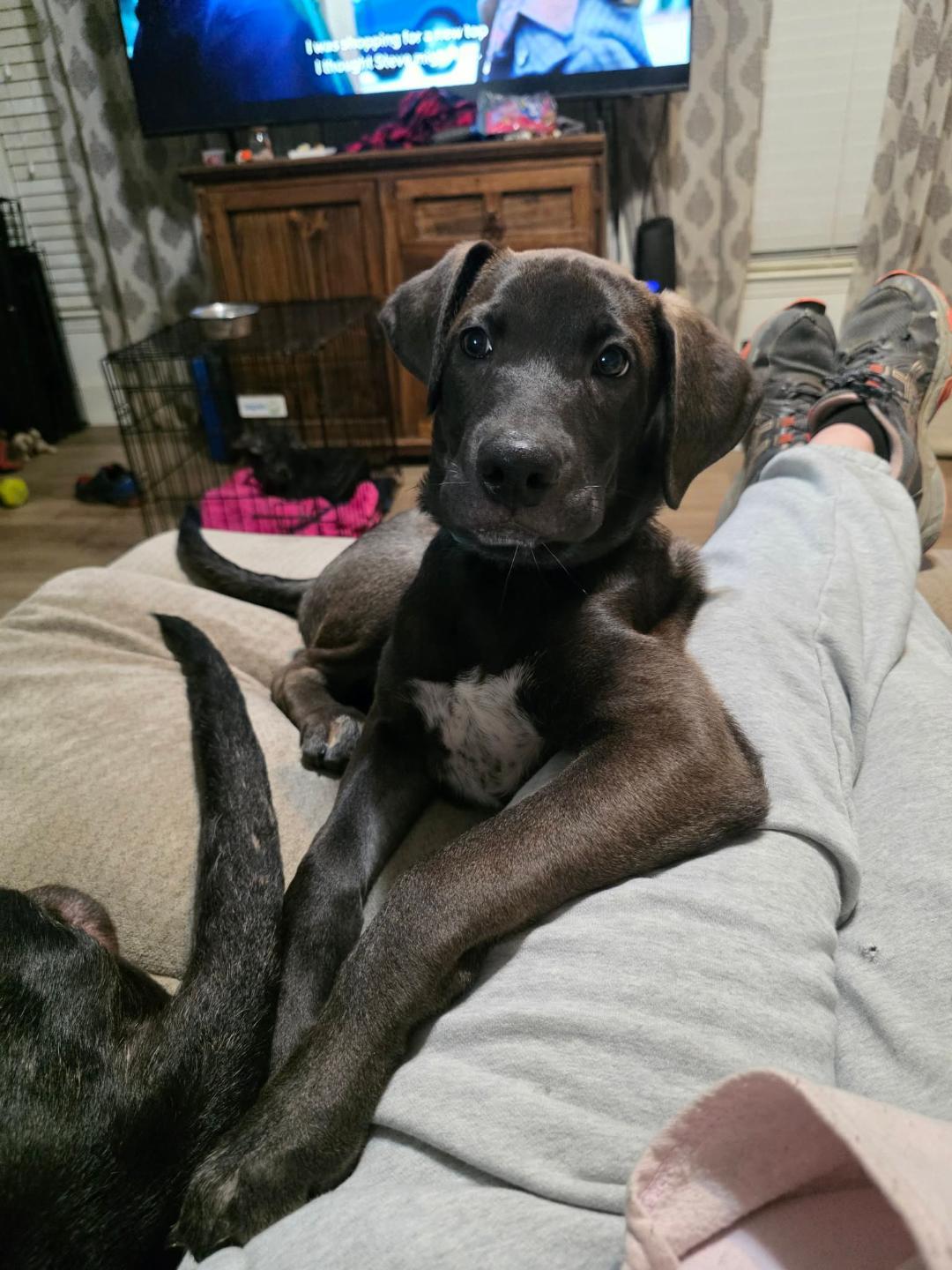 Grizzly, ADOPTABLE, Puppy Male Great Dane & German Shepherd Dog.