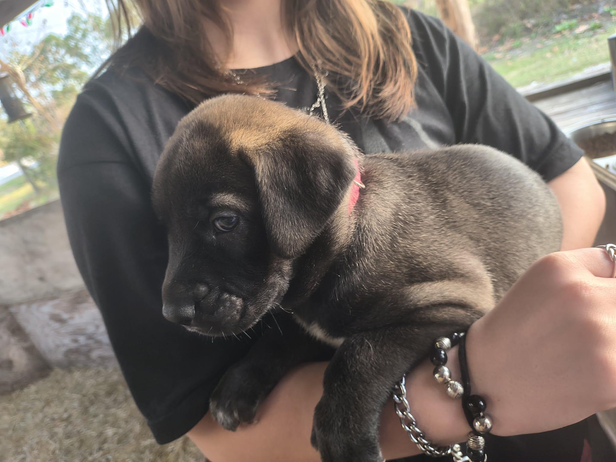 Grizzly, ADOPTABLE, Puppy Male Great Dane & German Shepherd Dog.
