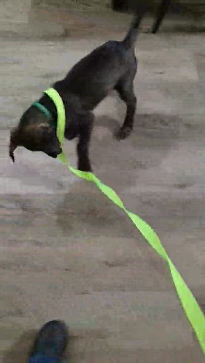 Enlarge Grizzly, a ADOPTABLE mixed breed in Houston, TX video 3/5