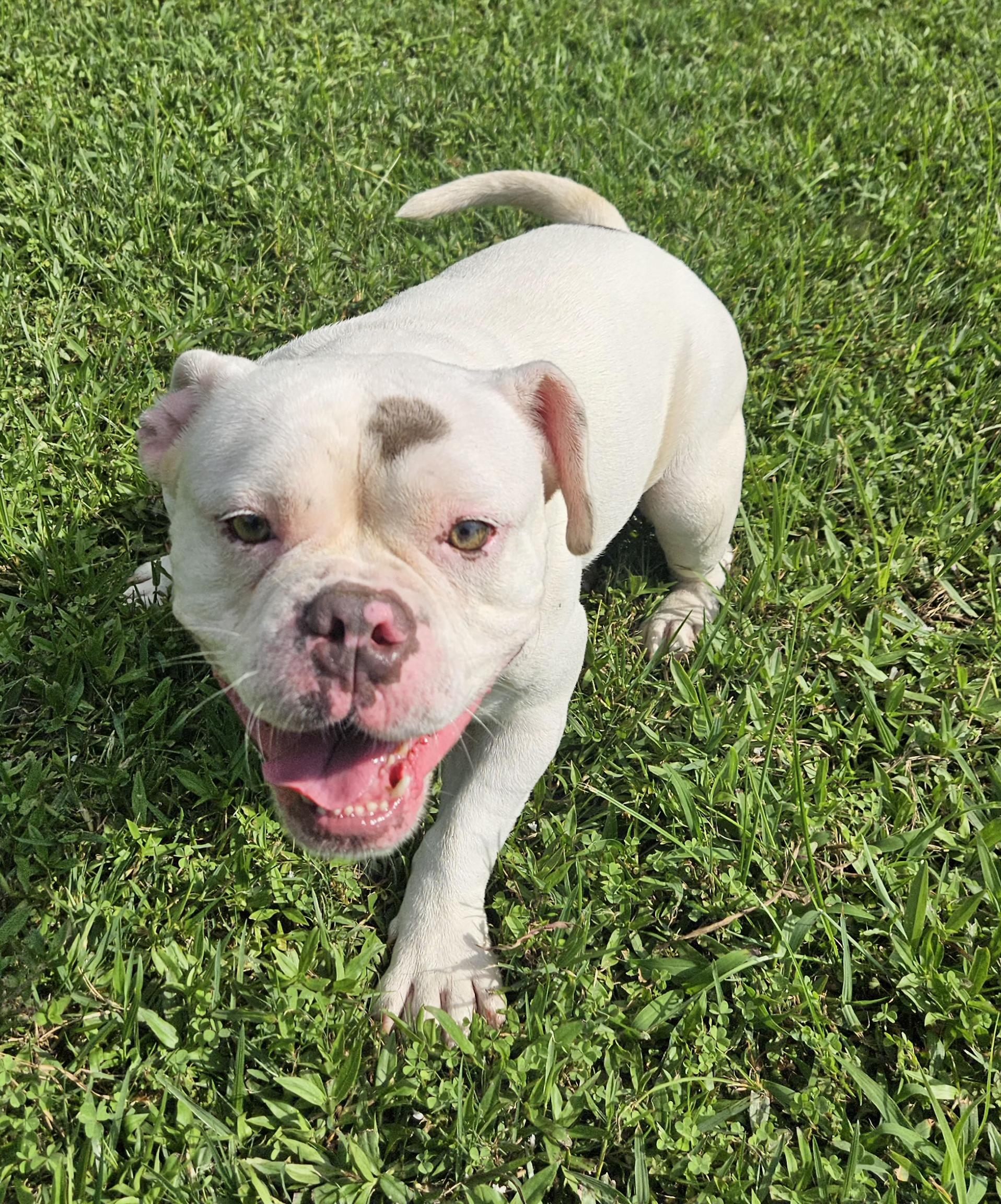 Adoption fee includes age-appropriate vaccinations spayneuter heartworm test and microchip Dog