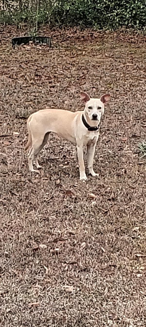 Tracy, Adoptable, Adult Female Mixed Breed.