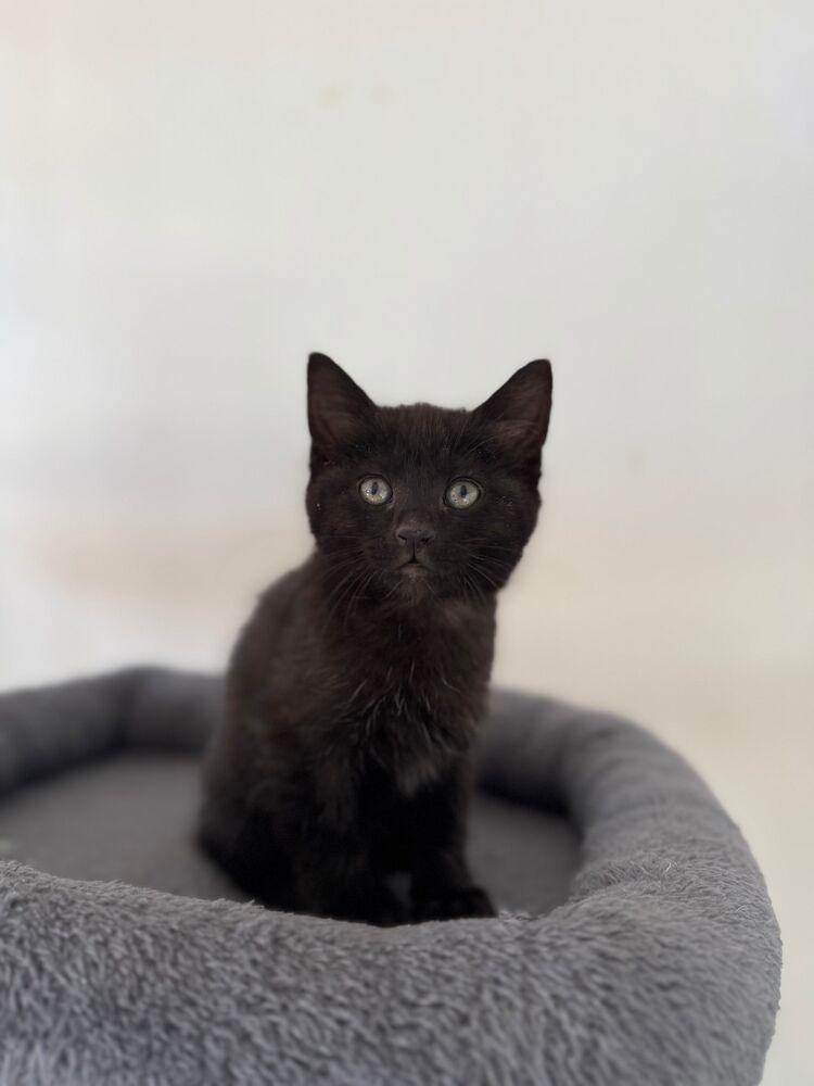 Merry, Adoptable, Kitten Female Domestic Short Hair.