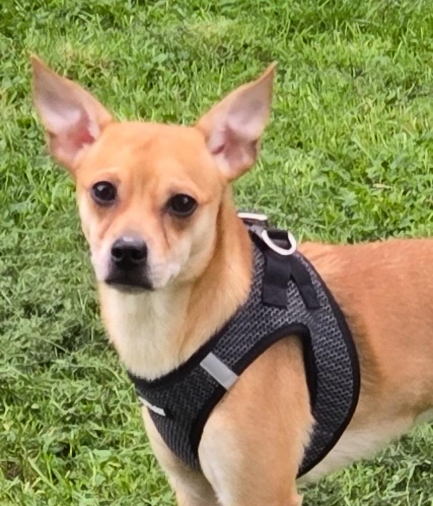 Bob, Adoptable, Puppy Male Chihuahua.