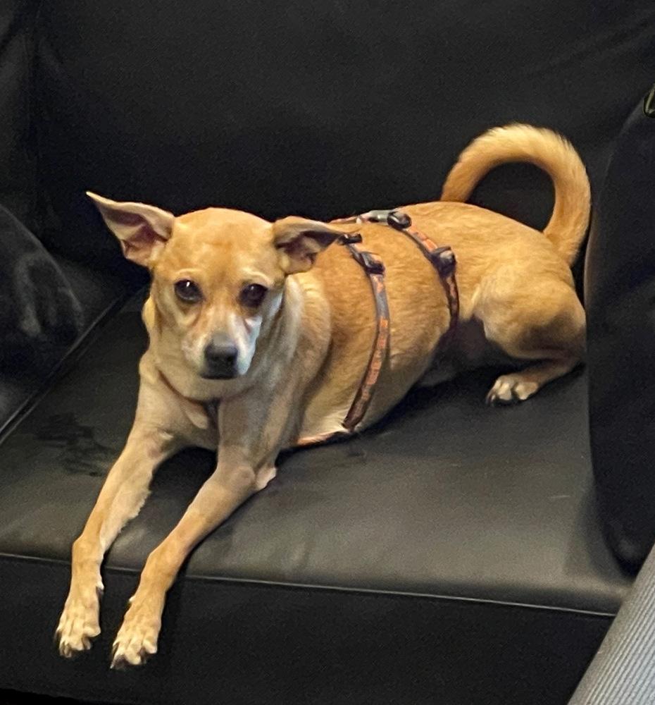 Enlarge Bob, a Adoptable Chihuahua in Jefferson Hills, PA image 2/5