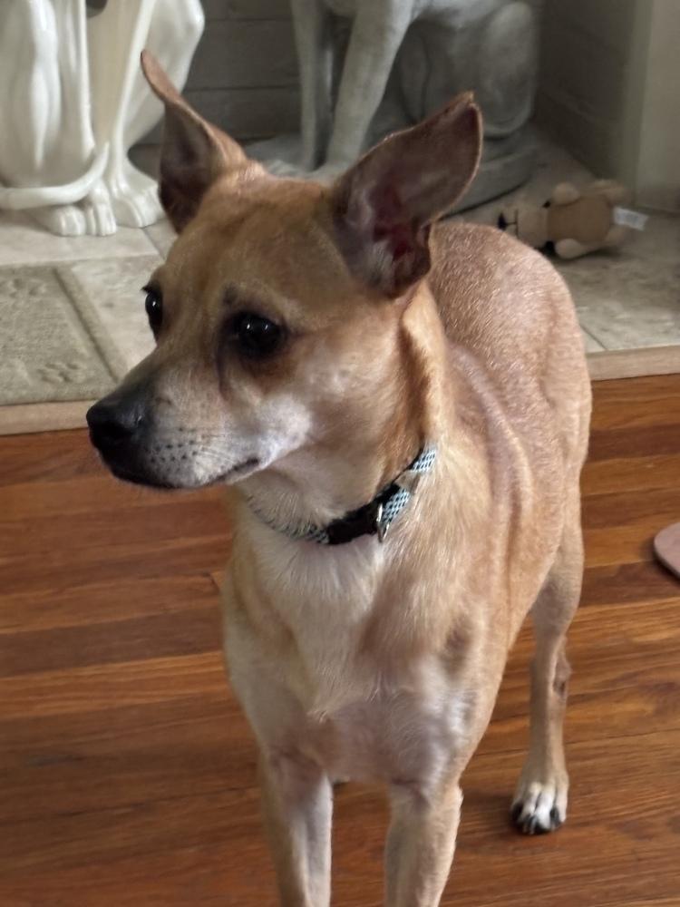 Enlarge Bob, a Adoptable Chihuahua in Jefferson Hills, PA image 3/5