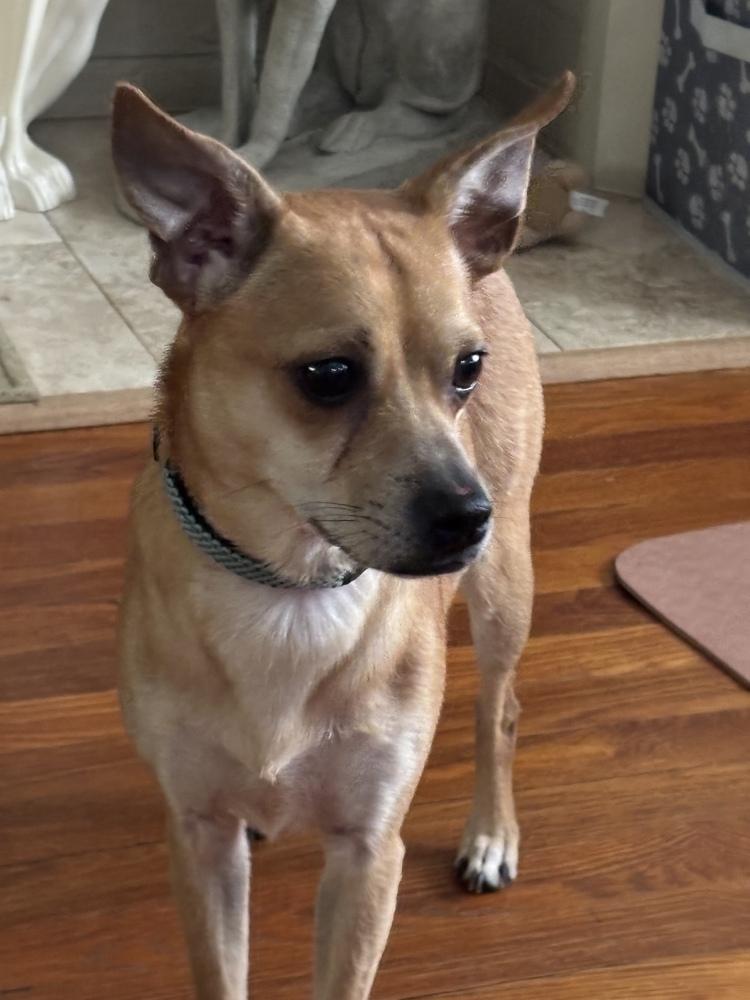 Enlarge Bob, a Adoptable Chihuahua in Jefferson Hills, PA image 4/5