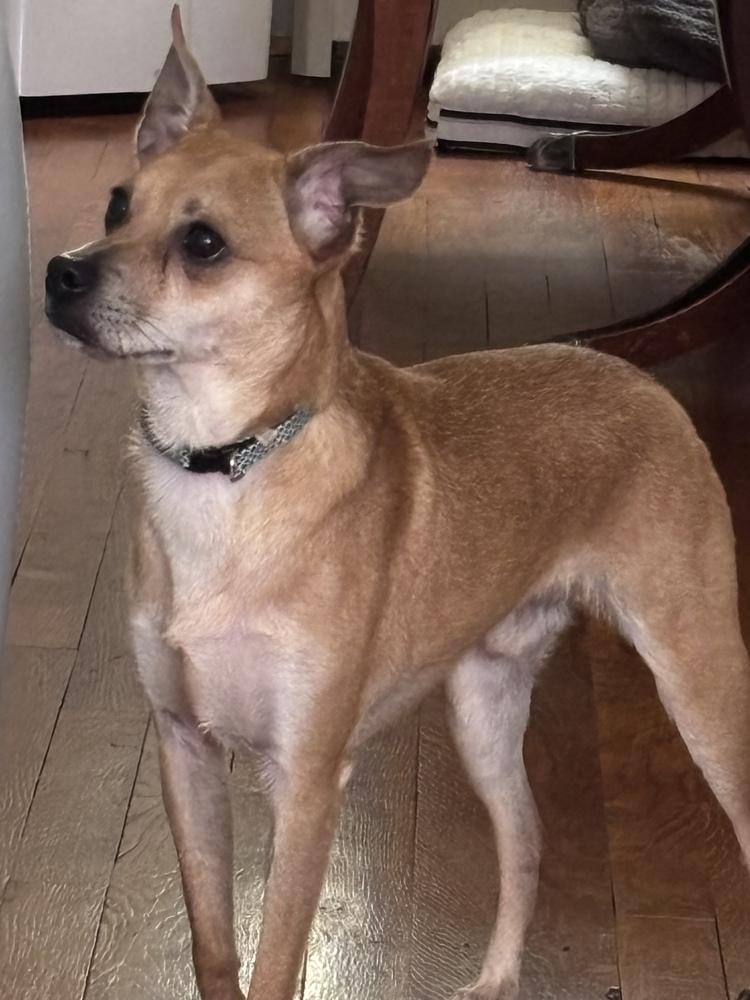 Enlarge Bob, a Adoptable Chihuahua in Jefferson Hills, PA image 5/5