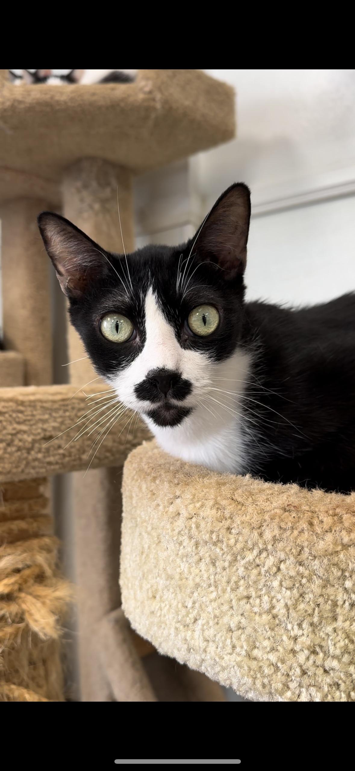 Enlarge Jack, a Adoptable Domestic Short Hair in Huntington Beach, CA image 1/2