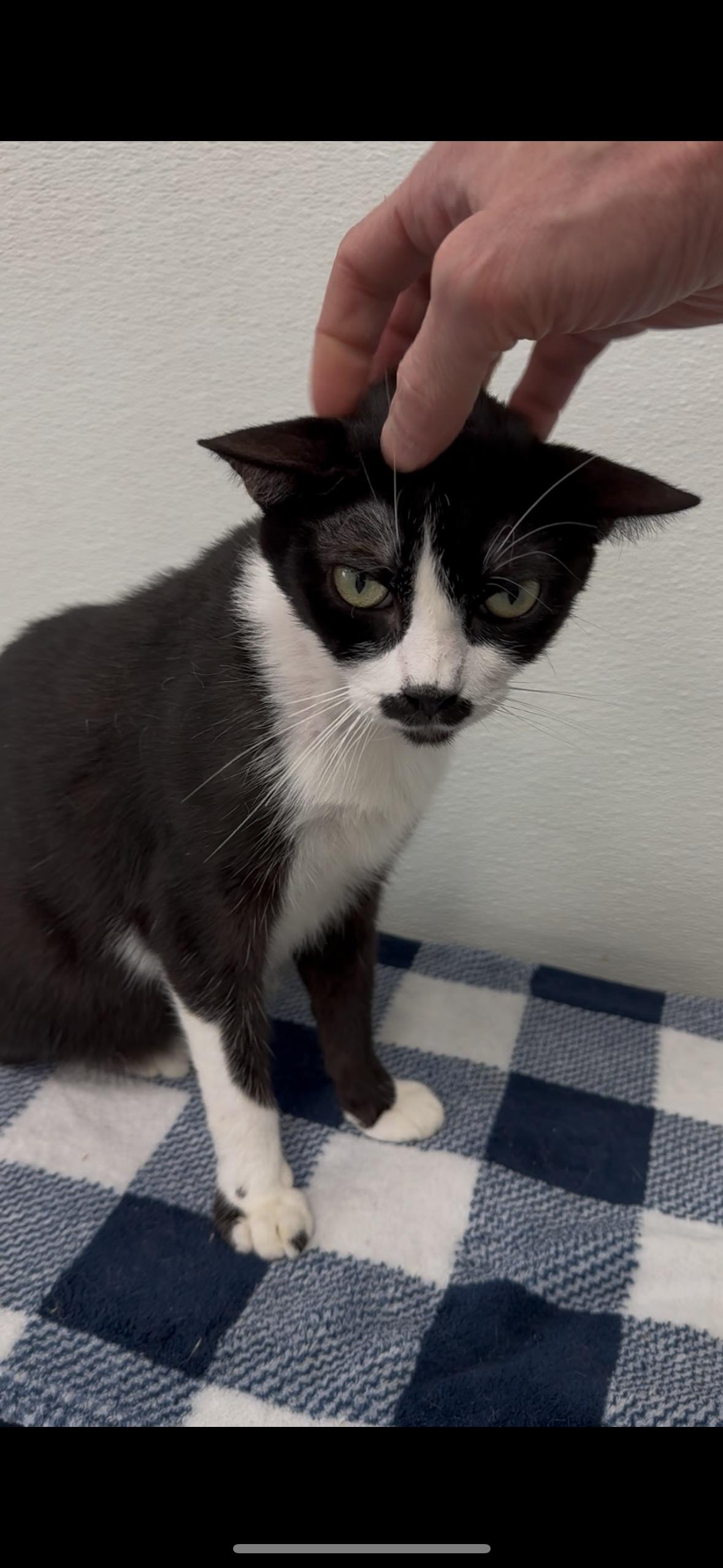 Enlarge Jack, a Adoptable Domestic Short Hair in Huntington Beach, CA image 2/2