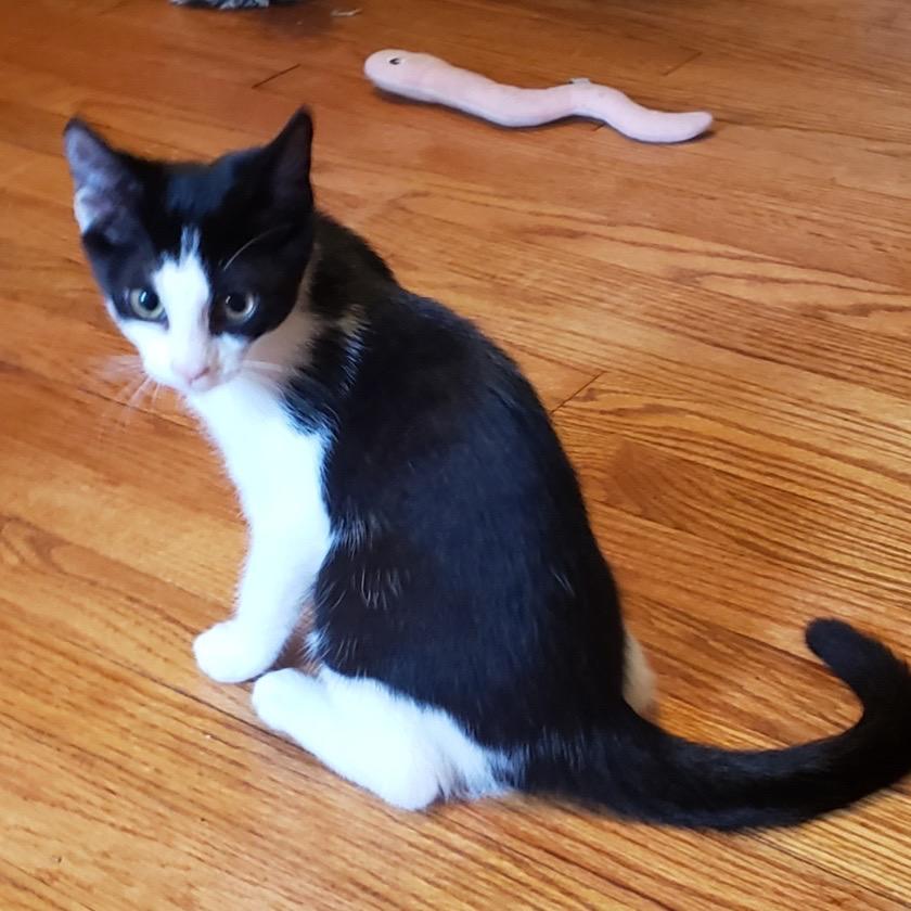 Enlarge Girlie, a Adoptable Domestic Short Hair in Salt Point, NY image 2/3