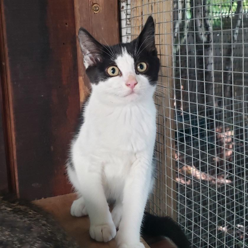 Enlarge Girlie, a Adoptable Domestic Short Hair in Salt Point, NY image 3/3