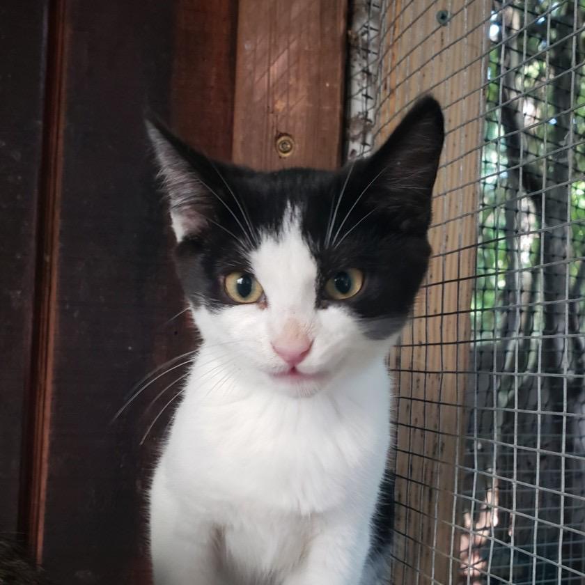 Girlie, Adoptable, Kitten Female Domestic Short Hair.