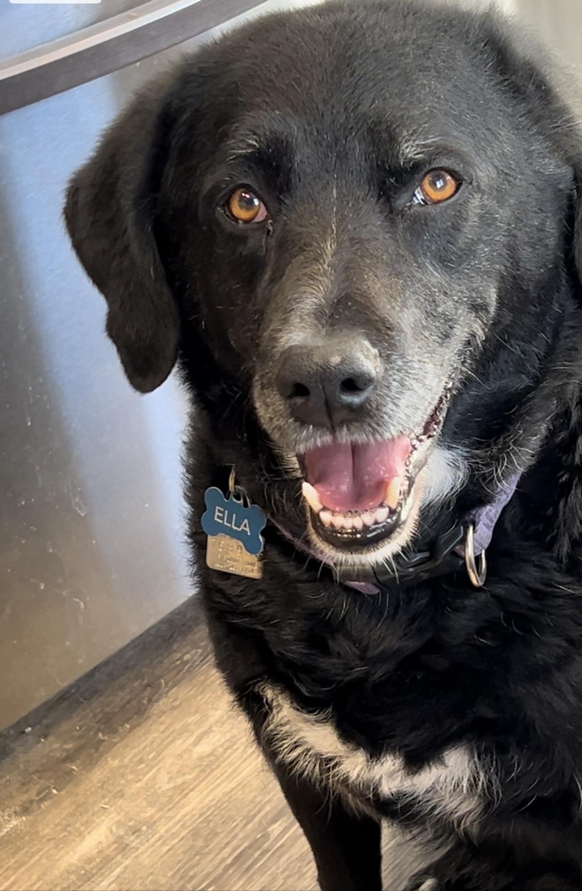 Ella, an adoptable Black Labrador Retriever in Calgary, AB, T3E 7R3 | Photo Image 3
