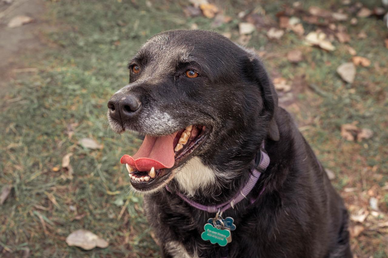 Ella, an adoptable Black Labrador Retriever in Calgary, AB, T3E 7R3 | Photo Image 1