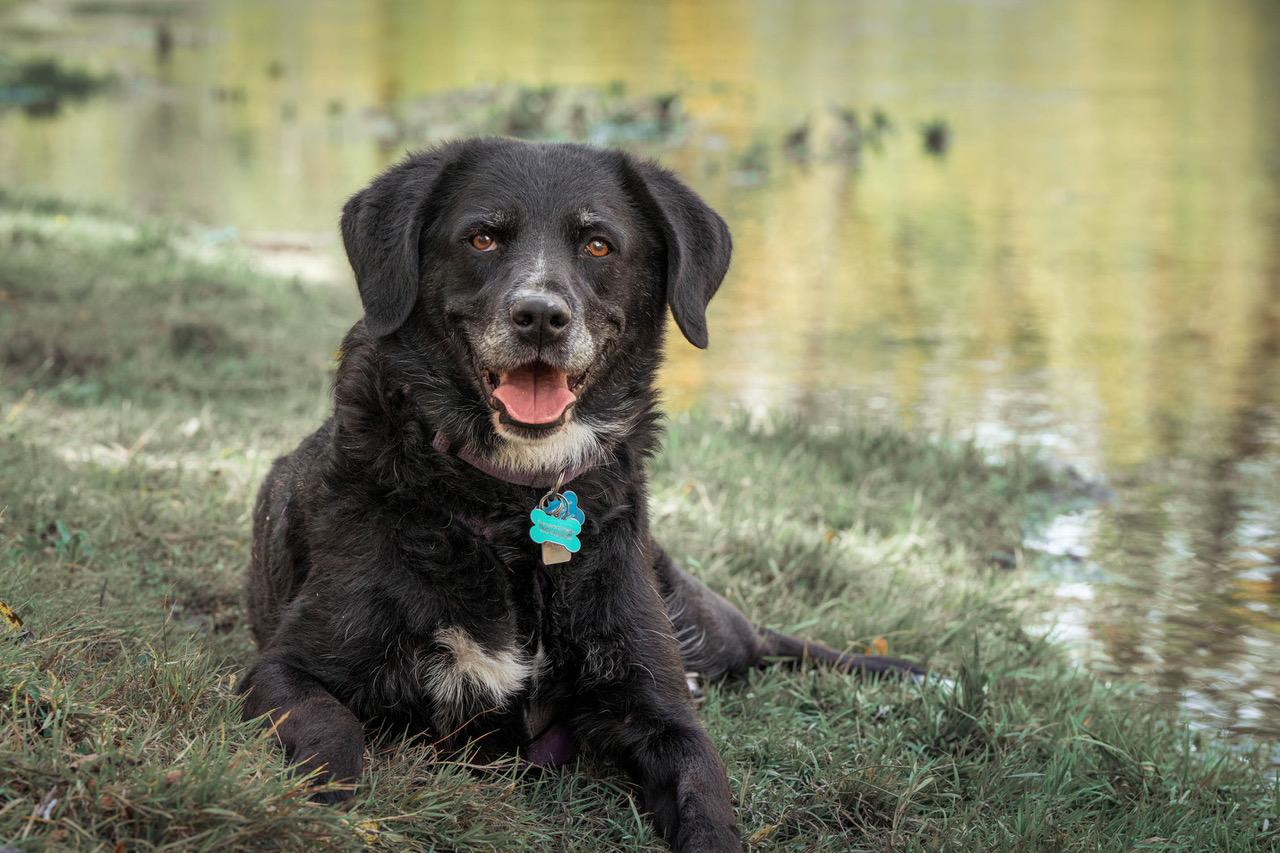 Ella, an adoptable Black Labrador Retriever in Calgary, AB, T3E 7R3 | Photo Image 2
