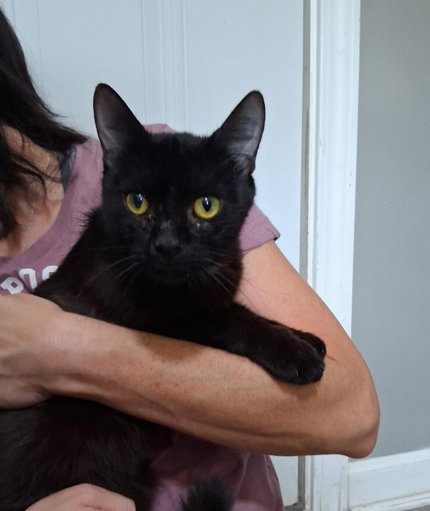 Enlarge Lucy, a Adoptable Domestic Short Hair in Dickson, TN image 1/1