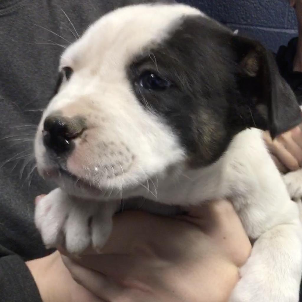 Koda, Adoptable, Adult Female Pit Bull Terrier.