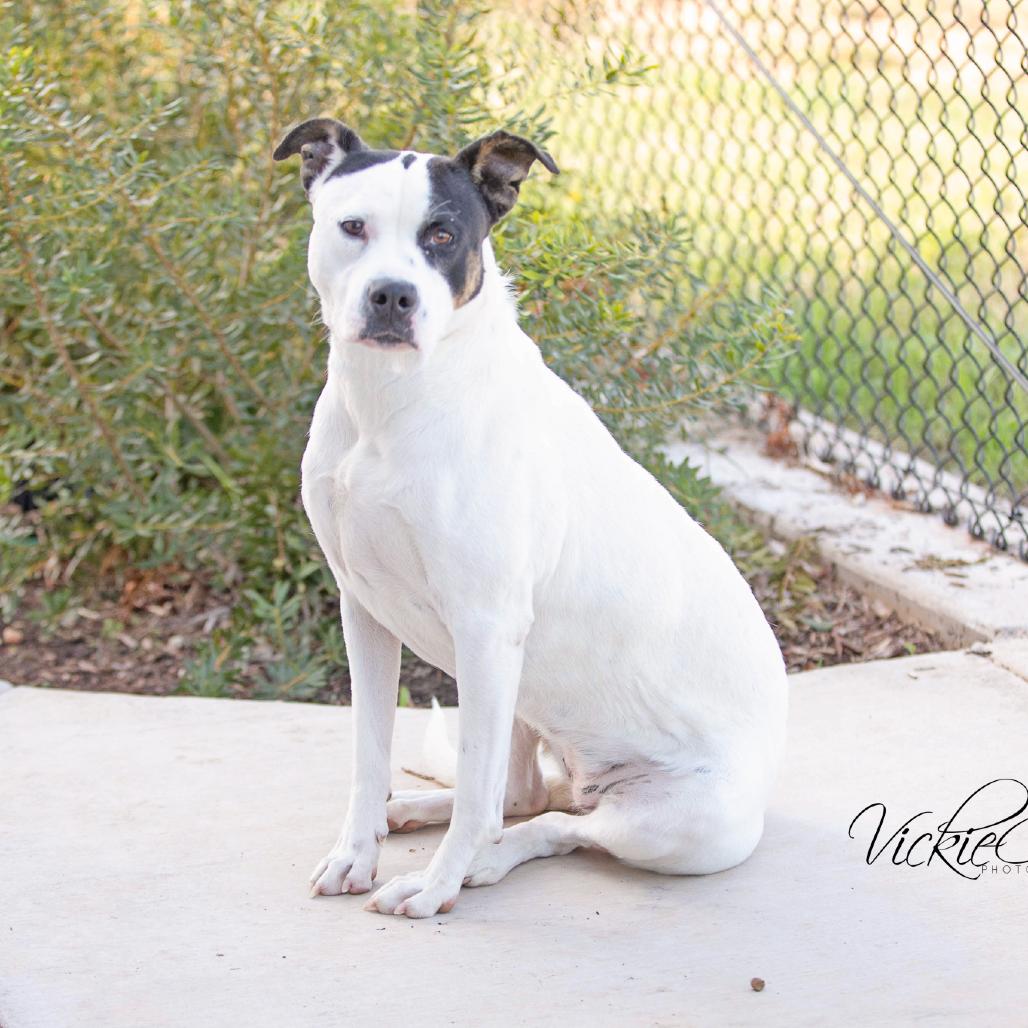Enlarge Koda, a Adoptable Pit Bull Terrier in Abilene, TX image 3/4