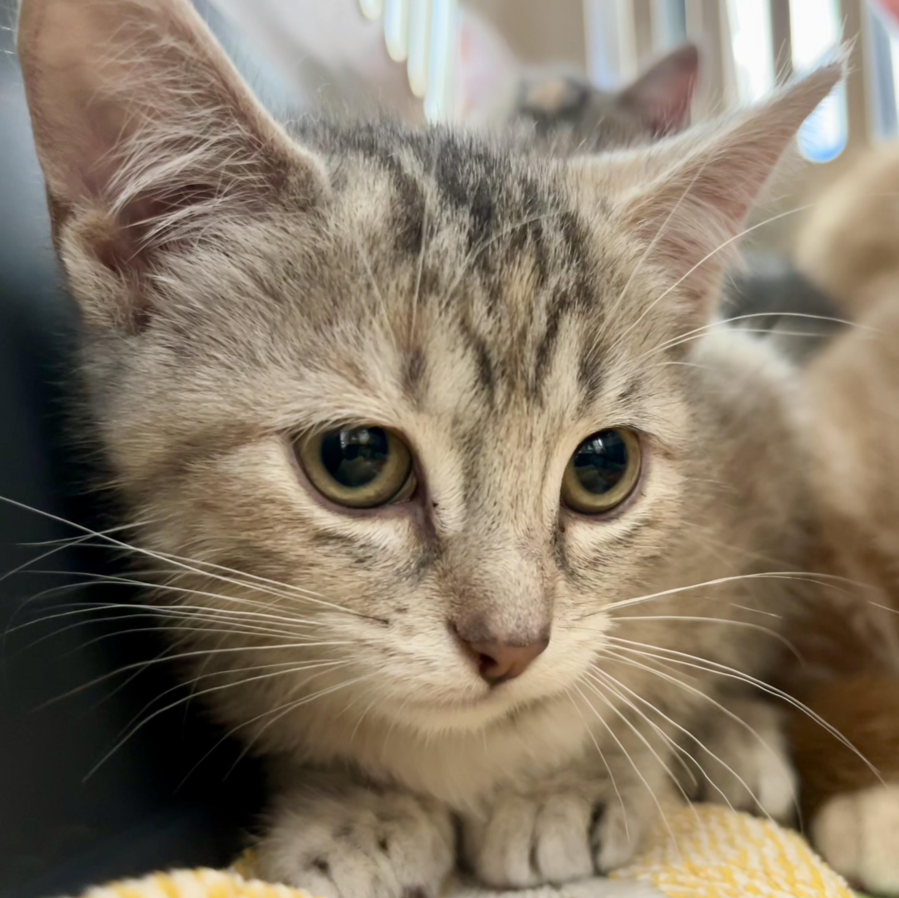 Enlarge Sarabi, a Adoptable Torbie in Hamilton, ON image 1/2