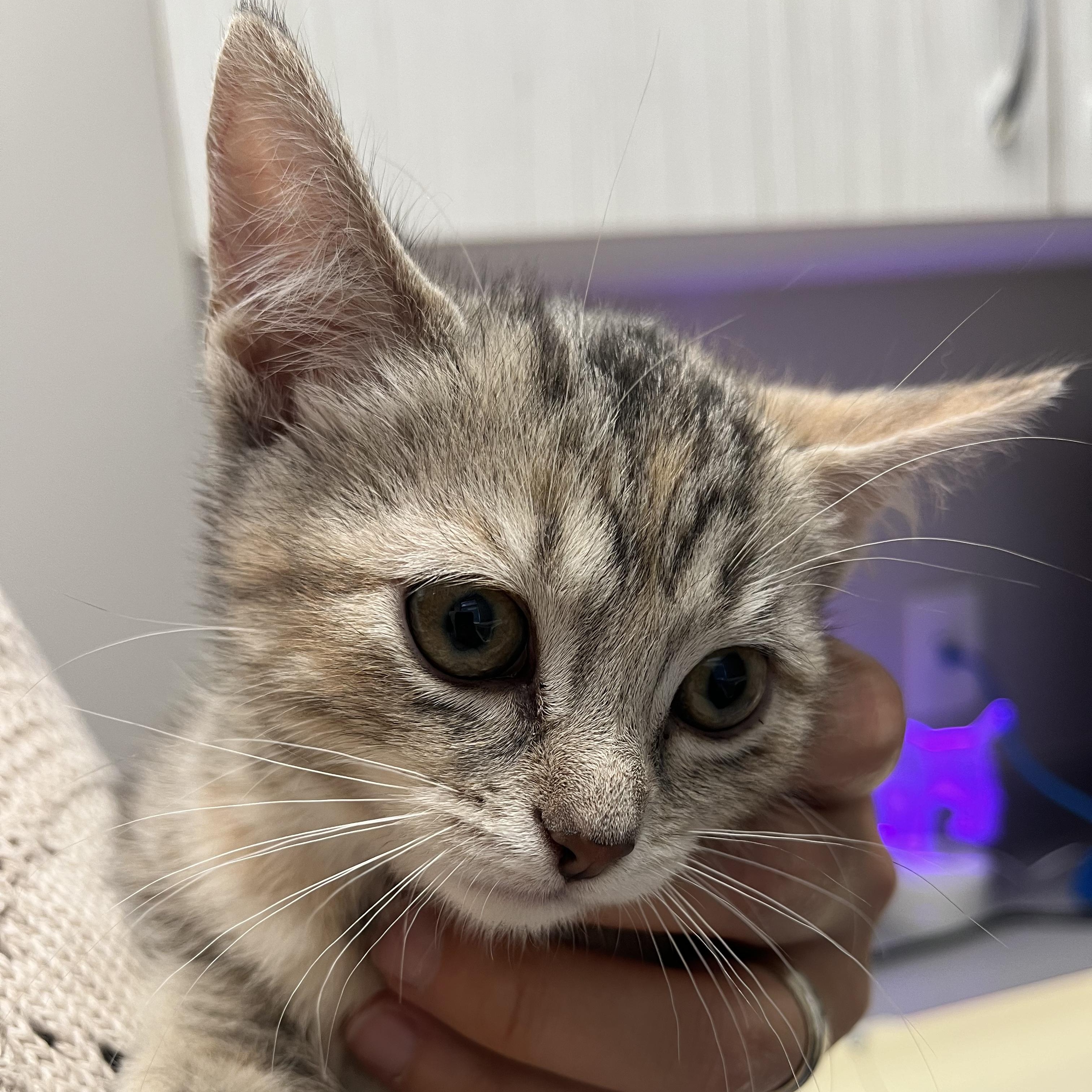 Enlarge Sarabi, a Adoptable Torbie in Hamilton, ON image 2/2