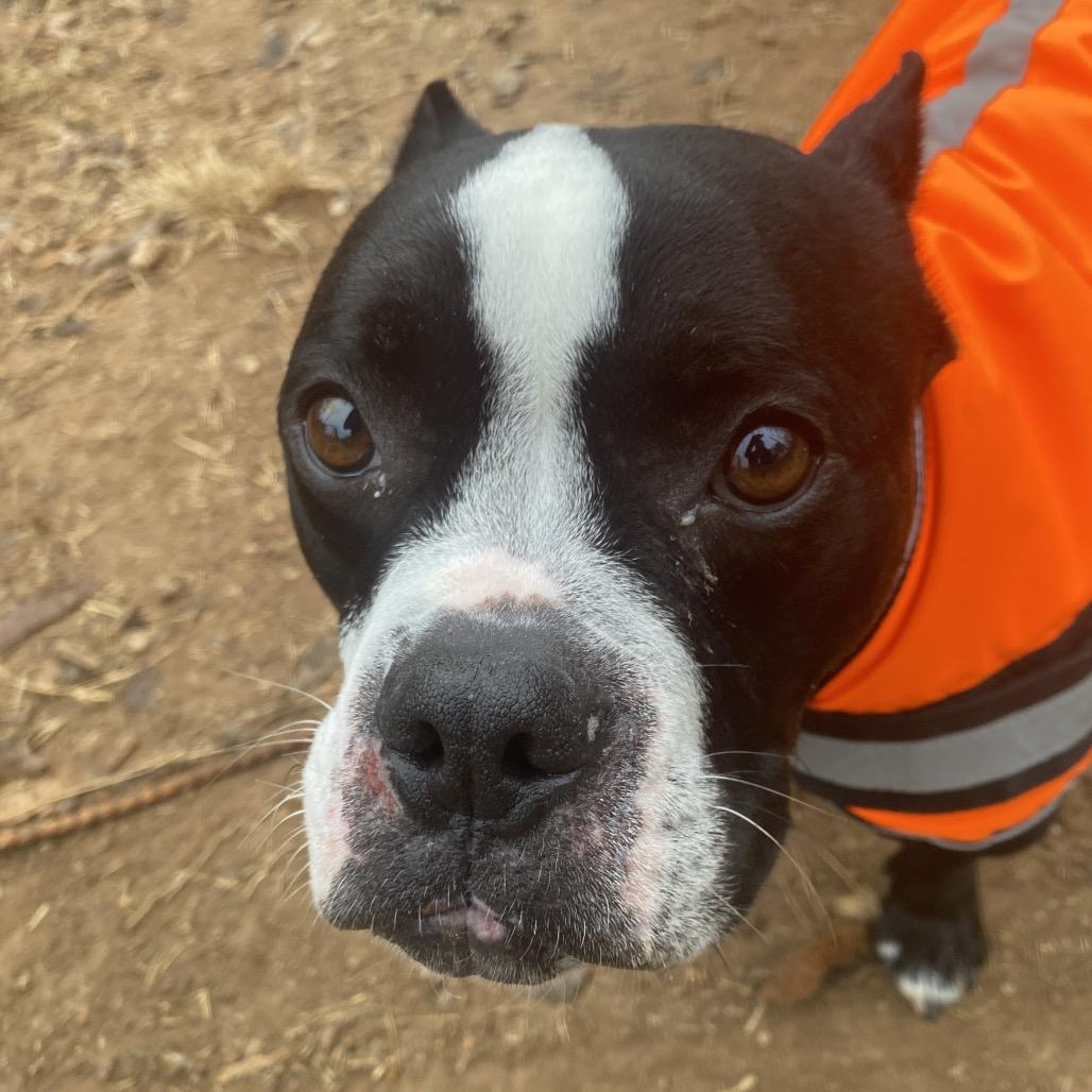 Dorothea — thumbnail 3