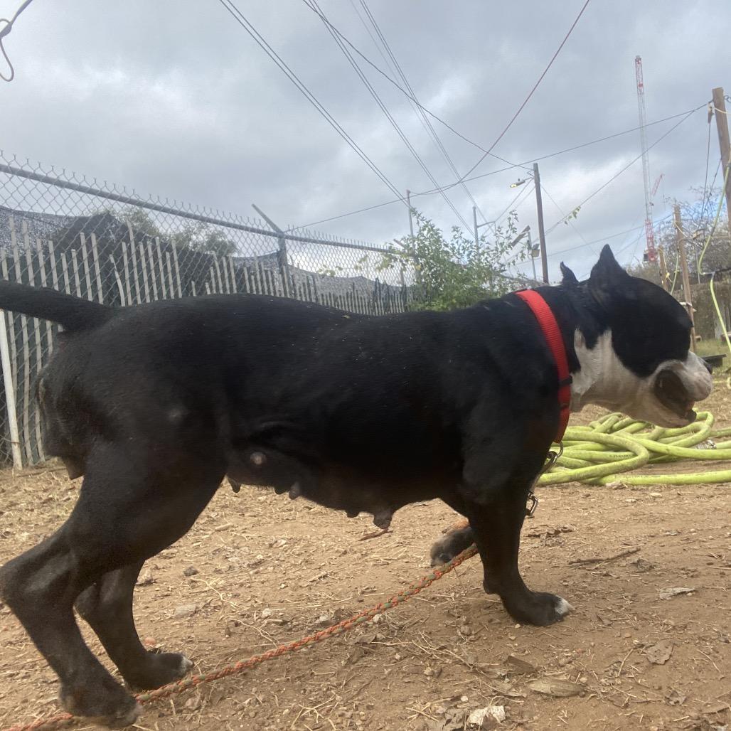 Dorothea — thumbnail 4