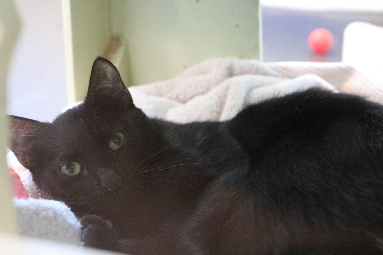 Enlarge Boo, a Adoptable Domestic Short Hair in Burlingame, CA image 1/3