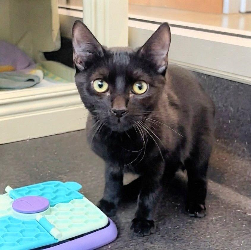 Enlarge Boo, a Adoptable Domestic Short Hair in Burlingame, CA image 2/3
