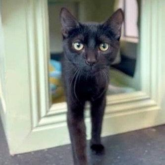 Enlarge Boo, a Adoptable Domestic Short Hair in Burlingame, CA image 3/3