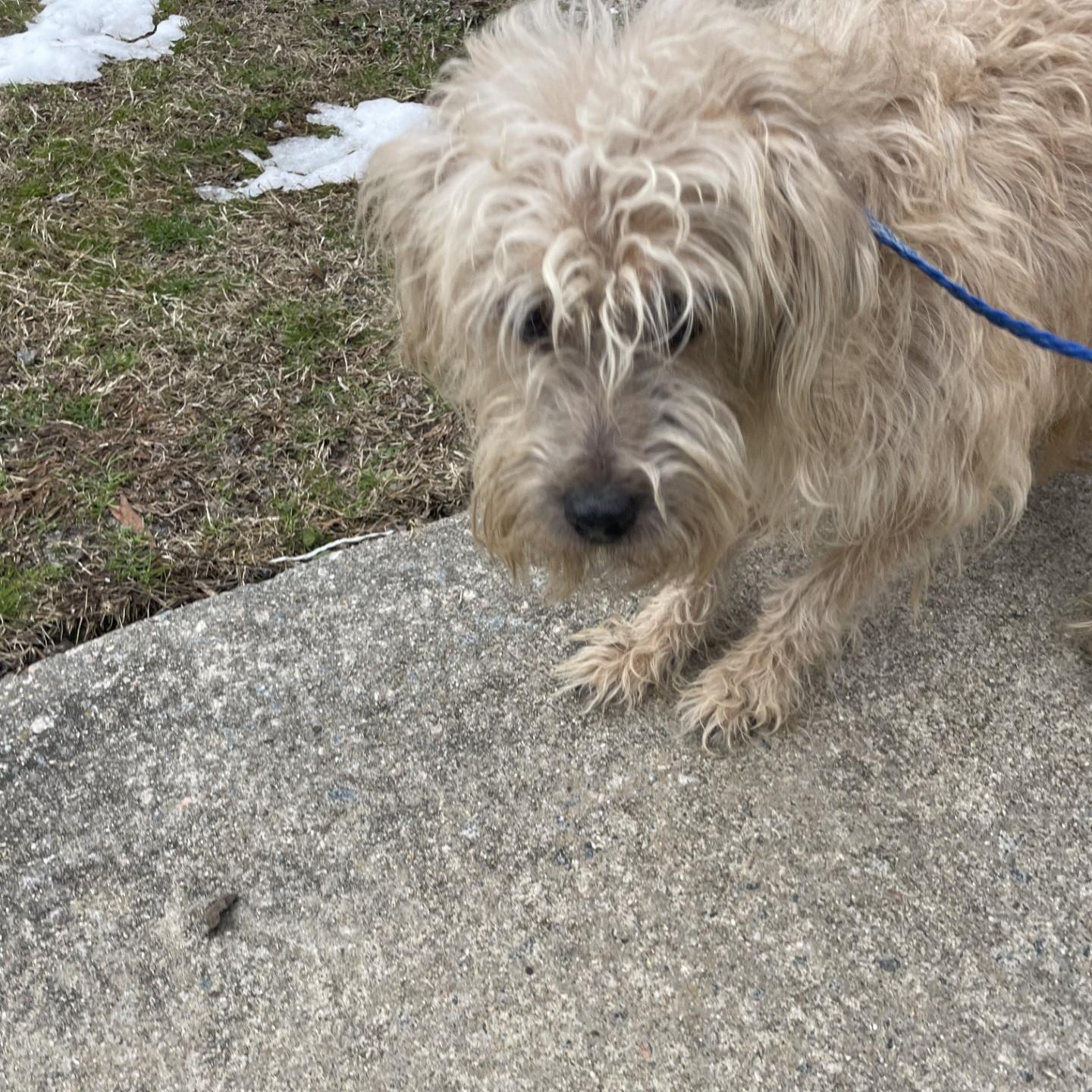 Enlarge Winsten8749, a ADOPTABLE mixed breed in Rocky Mount, NC image 2/3
