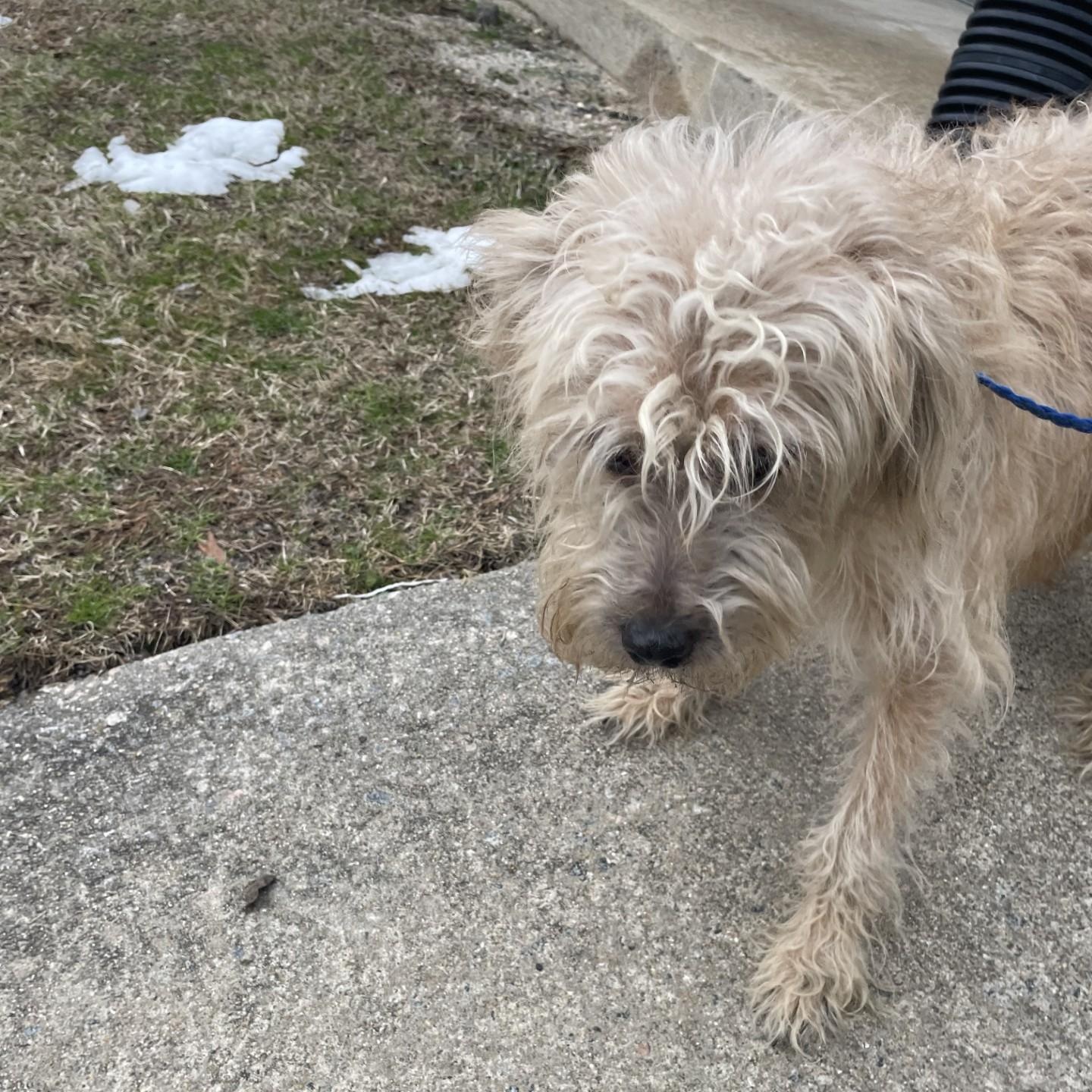 Enlarge Winsten8749, a ADOPTABLE mixed breed in Rocky Mount, NC image 3/3