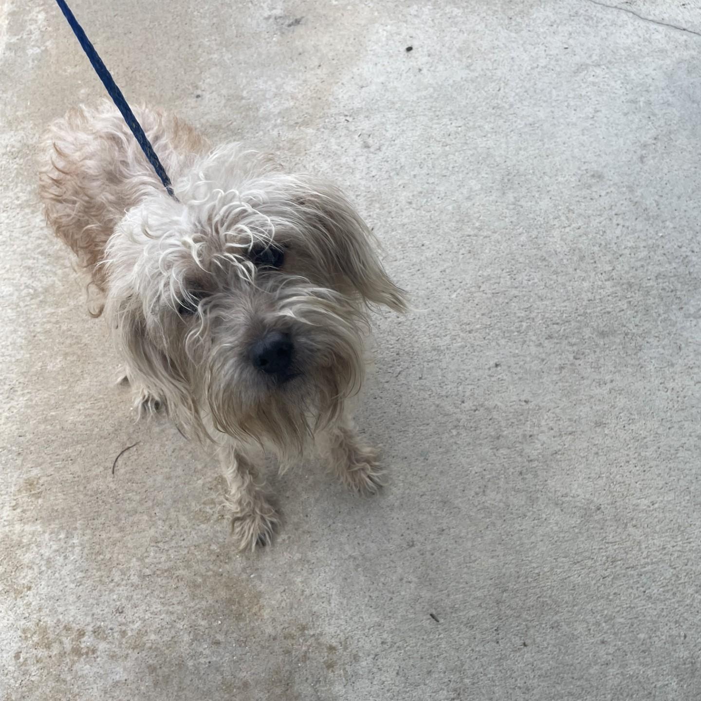 Enlarge Winsten8749, a ADOPTABLE mixed breed in Rocky Mount, NC image 1/3