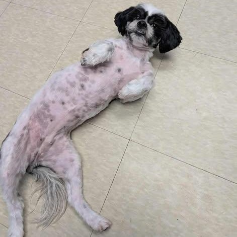 DORY, an adopted Shih Tzu in Westland, MI image 2/5