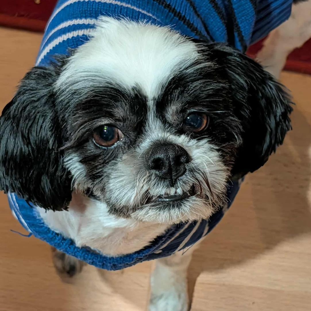 DORY, an adopted Shih Tzu in Westland, MI image 4/5