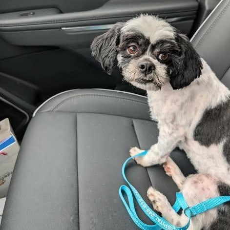 DORY, an adopted Shih Tzu in Westland, MI image 3/5