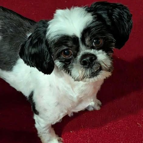 DORY, adopted, Young Female Shih Tzu.