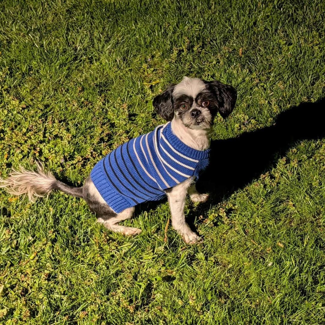 DORY, an adopted Shih Tzu in Westland, MI image 5/5