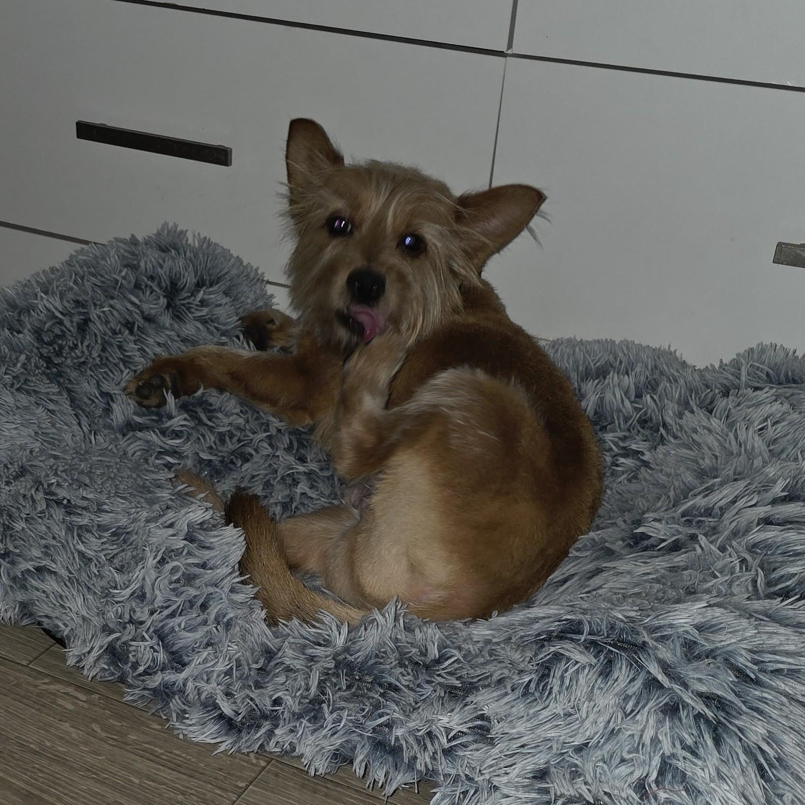 Snickers thumbnail 6