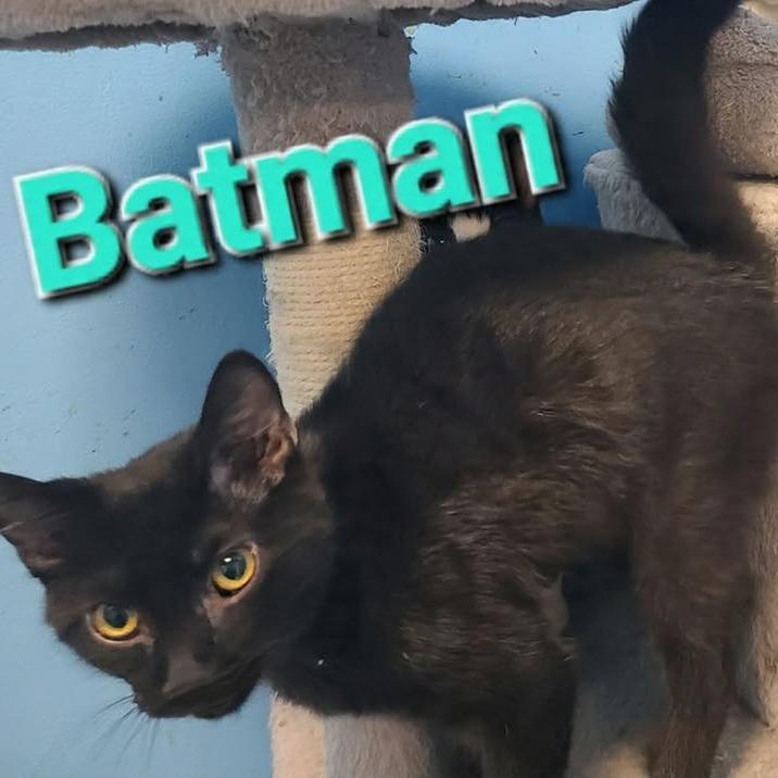 Batman, Adoptable, Young Male Domestic Short Hair.