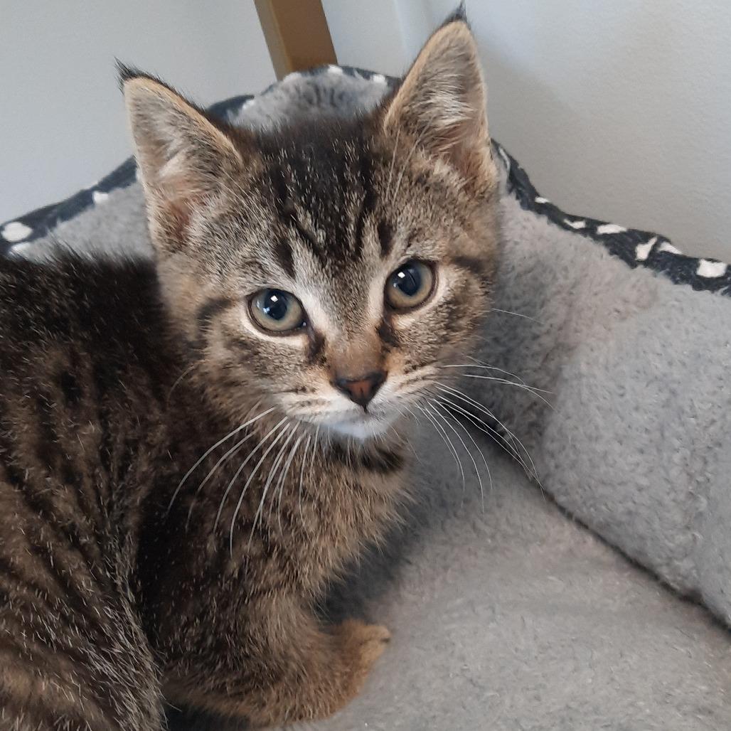 Appaloosa, Adoptable, Kitten Male Domestic Short Hair.