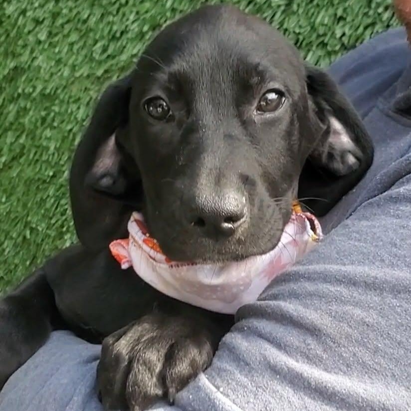 Enlarge Au Gratin, an adopted mixed breed in Woolwich, ME image 1/5